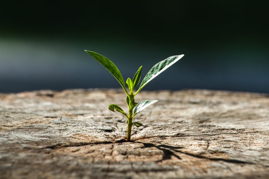 Концепция будущего роста новой жизни, сильный саженец, растущий в старом центральном мертвом дереве, Концепция поддержки построения будущего, ориентированная на новую жизнь с растущим ростком саженца.