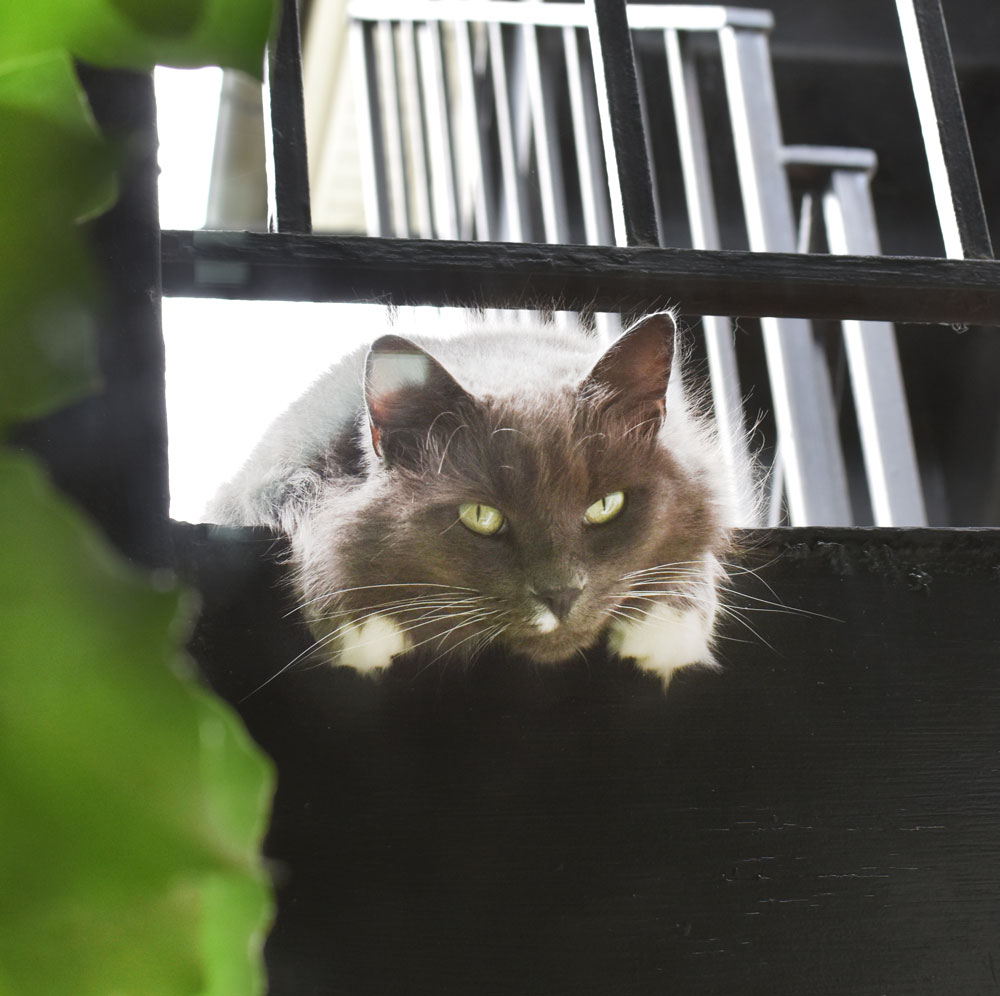 Foster-White-Paws-BRIGHTER-SQUARE-FOR-WEBSITE